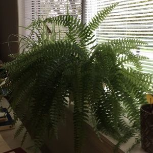 Meet your Posher, Kathy